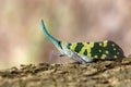 Image of Pyrops viridirostris lantern bug or lanternfly.