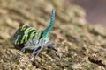 Image of Pyrops viridirostris lantern bug or lanternfly. Royalty Free Stock Photo
