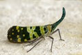 Image of Pyrops viridirostris Westwood, 1848 on the floor.