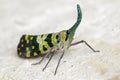 Image of Pyrops viridirostris Westwood, 1848 on the floor. Royalty Free Stock Photo