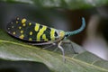 Image of Pyrops viridirostris Westwood, 1848. Royalty Free Stock Photo