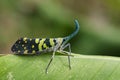 Image of Pyrops viridirostris Westwood, 1848. Royalty Free Stock Photo