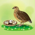 Image of quail and nest with quail eggs