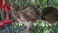 an image of quails or partridges in a cage. agricultural poultry