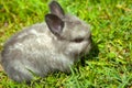 Image of rabbit grass background