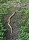 Radiated ratsnake crawling on the bushy weed.