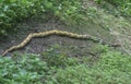 Radiated ratsnake crawling on the bushy weed.