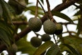 This is an image of ramphal or wild sweetsop .