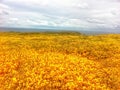 Rapeseed fields on Lundy Island Royalty Free Stock Photo