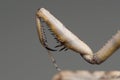 Raptorial claws of a mantis Iris oratoria