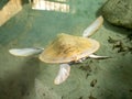 Image of rare albino turtle being saved at wildlife rescue center