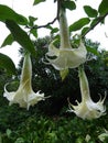Brugmansia pendulous white flowers - Exotic flowers in Goa Royalty Free Stock Photo