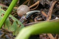 The Image of a rat-snake hunting a fish in the bushes of the pond