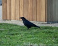 Raven standing on the grass Royalty Free Stock Photo
