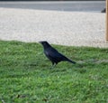 Raven on the grass Royalty Free Stock Photo