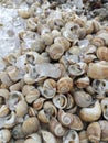 raw fresh seafood snail sales at the market