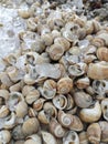 raw fresh seafood snail sales at the market Royalty Free Stock Photo