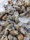 raw fresh seafood snail sales at the market Royalty Free Stock Photo
