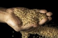 Image of raw rice in hand Royalty Free Stock Photo