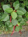 Red acalypha hispida flower houseplant