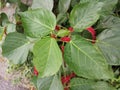 Red acalypha hispida flower houseplant