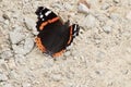 Red admiral butterfly close up Royalty Free Stock Photo