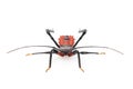 Image of red assassin bug isolated on white background. Animal. Insect Royalty Free Stock Photo