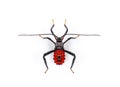 Image of red assassin bug isolated on white background. Animal. Insect Royalty Free Stock Photo