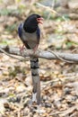 Image of Red billed Blue Magpie Bird on a tree branch on nature background. Animals