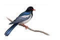 Image of a red billed blue magpie on a white background. .Bird. Animals. Illustration, generative AI