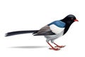 Image of a red billed blue magpie on a white background. .Bird. Animals. Illustration, generative AI