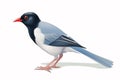 Image of a red billed blue magpie on a white background. .Bird. Animals. Illustration, generative AI