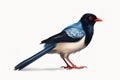 Image of a red billed blue magpie on a white background. .Bird. Animals. Illustration, generative AI