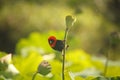 VIEW OF A SOUTHERN RED BISHOP MALE BIRD Royalty Free Stock Photo