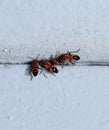 Red bugs feed crushed representative of its kind Royalty Free Stock Photo