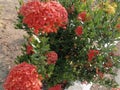 picture of red Cambodian flowers