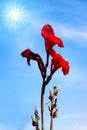Red Canna Flowers in Blue Sky with Star-shaped Sun Royalty Free Stock Photo