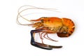 Image of red cooked prawn or lobster. Animsl.