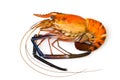 Image of red cooked prawn or lobster on white background.