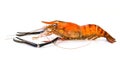 Image of red cooked prawn or lobster on white background.