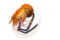 Image of red cooked prawn or lobster on white background.