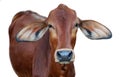 Image of red cow isolated Royalty Free Stock Photo