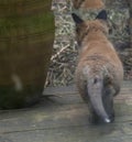 Red fox cub