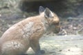 Fox cub close up