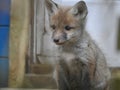 Fox cub close up