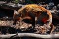 A Red Fox runs across the forest in Whitehorse, Yukon. Royalty Free Stock Photo