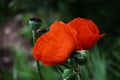Red poppy on green natural background Royalty Free Stock Photo