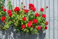 red roses bush with a metal background Royalty Free Stock Photo