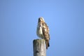 An image of a Red-tailed Hawk perched atop a tall post with the blue sky in the background. Royalty Free Stock Photo