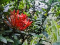 Red tiny santan flowers and buds